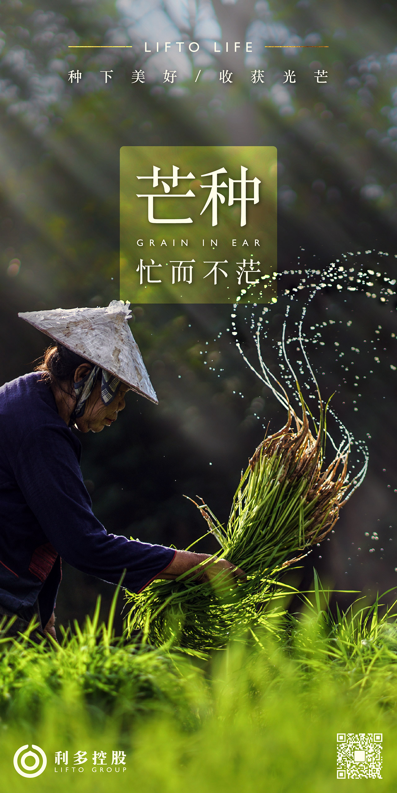 芒种.jpg